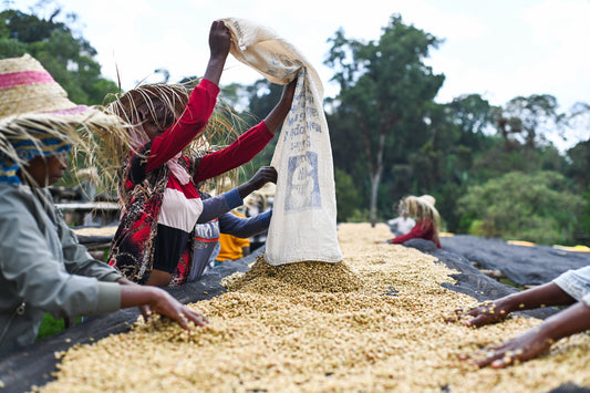 Mundayo AASH – unser erster Natural Coffee aus West Arsi